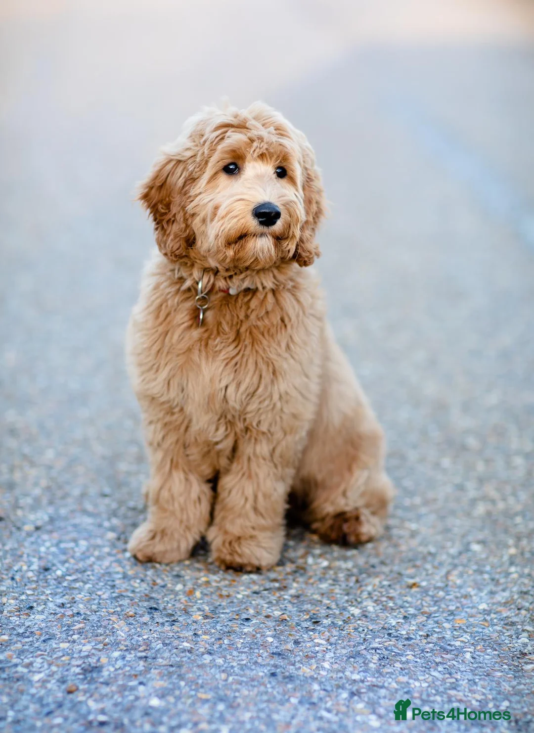 Goldendoodle dogs for sale: WAITING LIST- Australian Labradoodle RED&White TUX - Advert 36