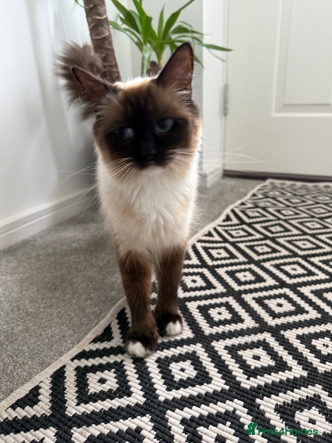 Ragdoll cats for sale: Ragdoll  - Image 3