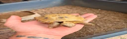 Tortoise reptiles for sale: Rehome - Free - Flash the Horsefield Tortoise - Advert 2