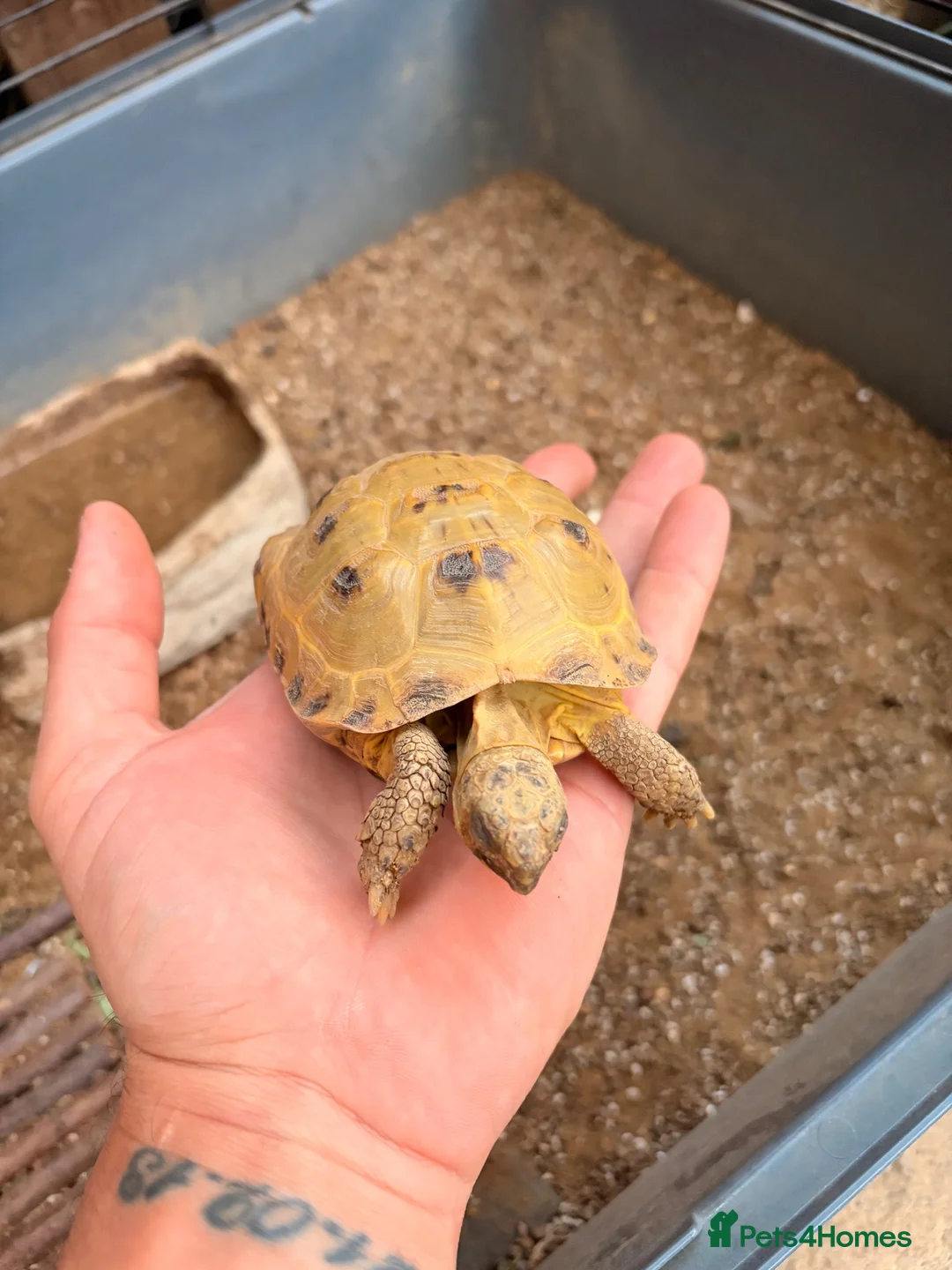 Tortoise reptiles for sale: Rehome - Free - Flash the Horsefield Tortoise - Advert 2