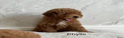 Cavapoo dogs for sale:   Teddy bear cavapoos ready now  in Bilston - Advert 12