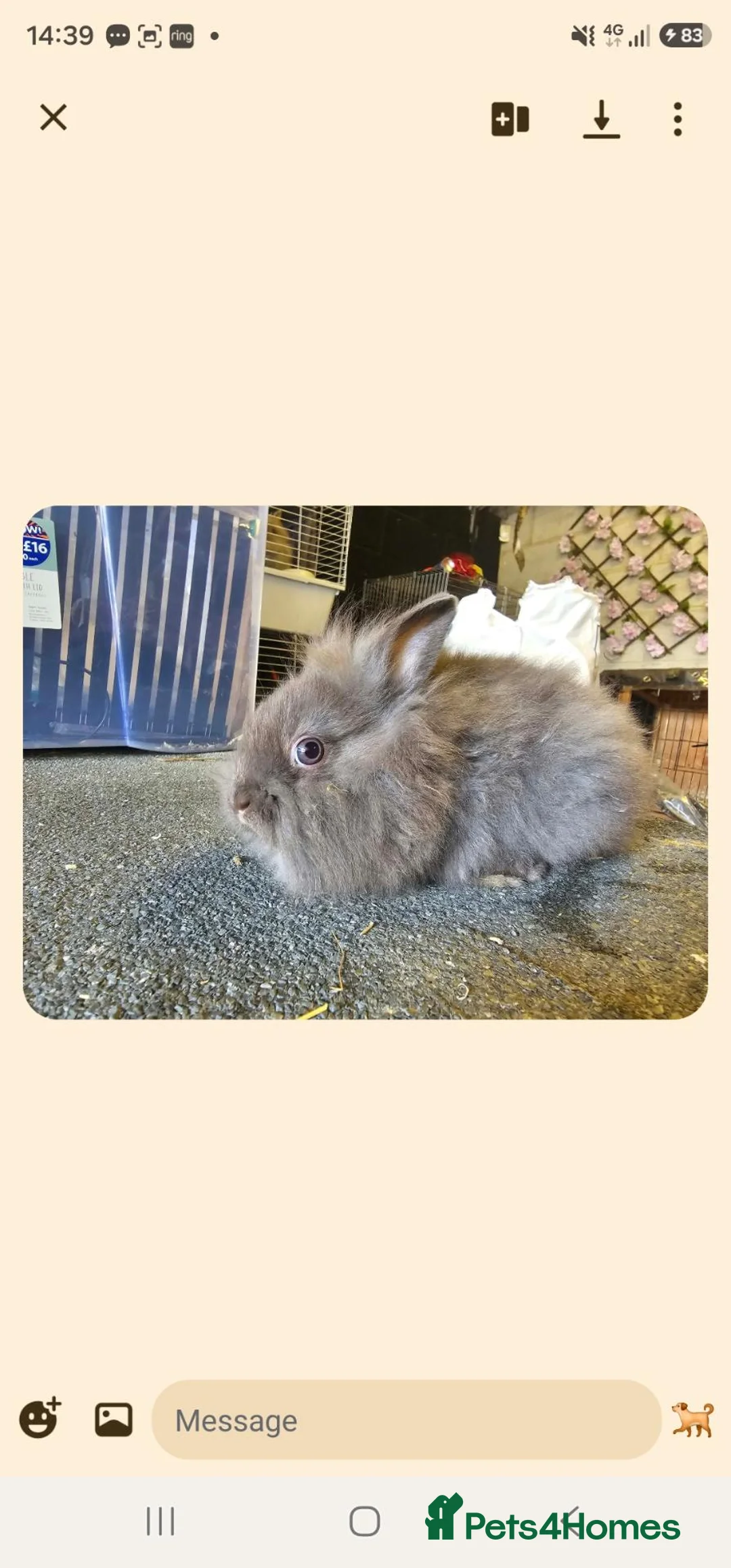 Angora rabbits for sale: Chocolate Angora X Lionhead Doe - Advert 2