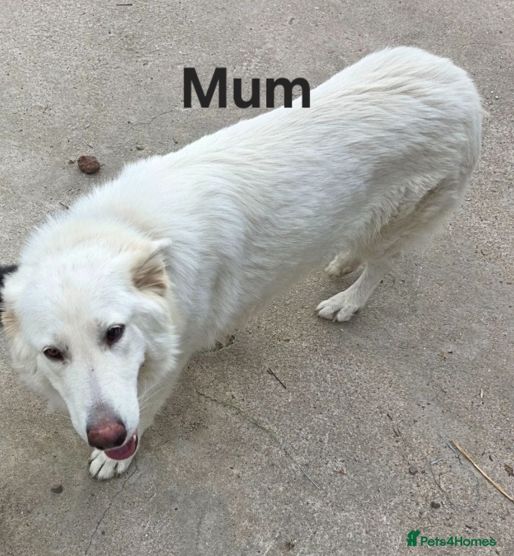 German Shepherd dogs Top blood line German Shpherd Puppies GSD KC REG - Advert 2