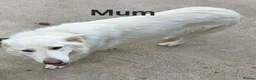 German Shepherd dogs for sale: Top blood line German Shpherd Puppies GSD KC REG in Stockport - Advert 2
