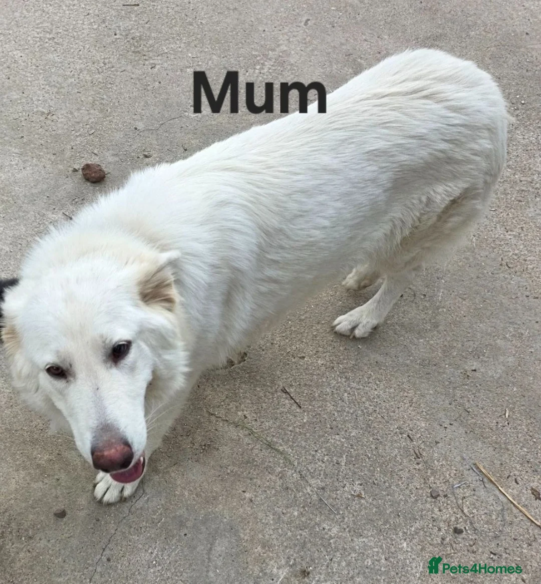 German Shepherd dogs for sale: Top blood line German Shpherd Puppies GSD KC REG in Stockport - Advert 2