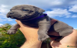 Staffordshire Bull Terrier dogs for sale: STUNNING CHAMPION BRED LITTER - Image 7