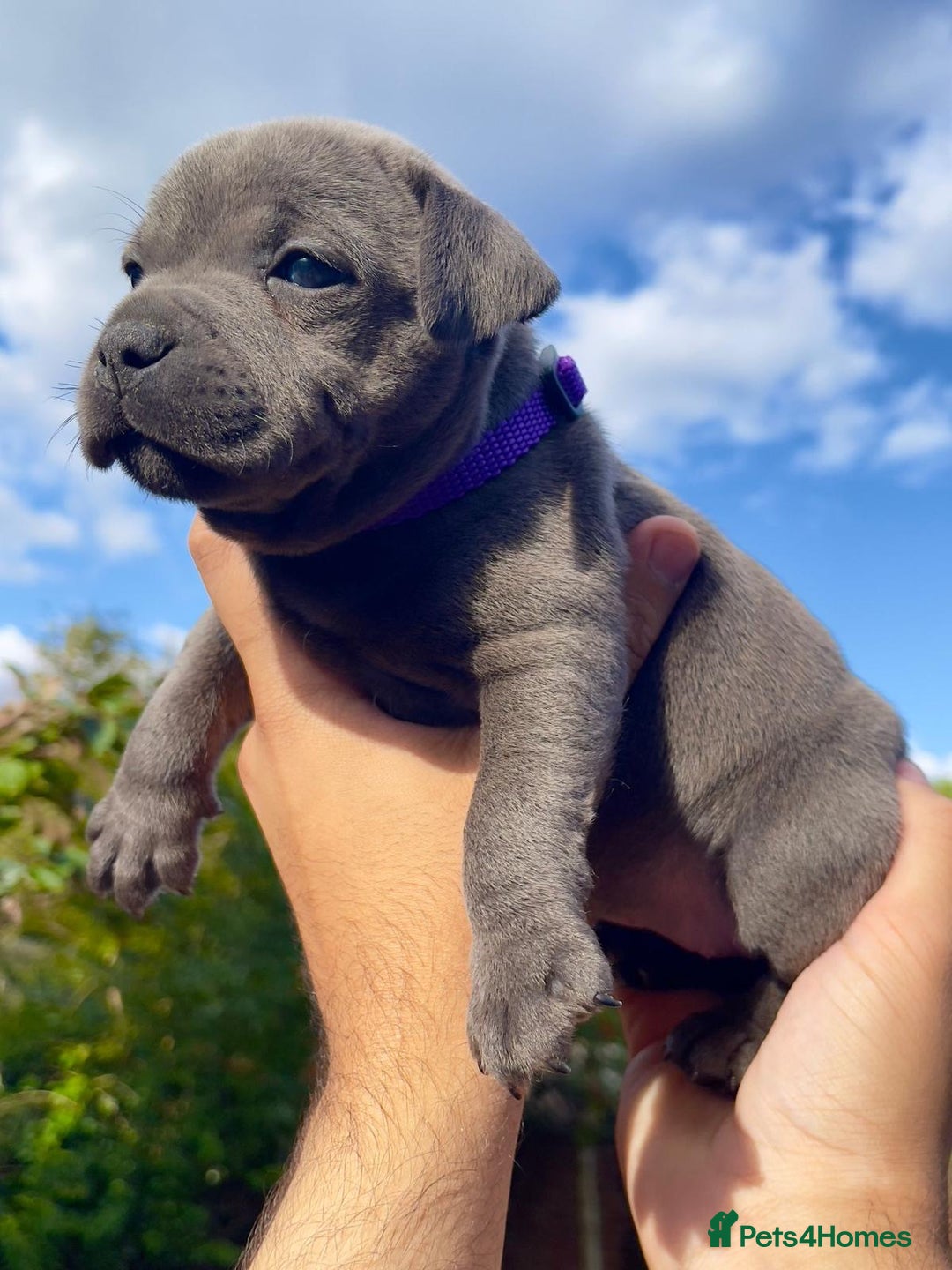 Staffordshire Bull Terrier dogs for sale: STUNNING CHAMPION BRED LITTER - Image 7