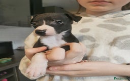 Whippet dogs for sale: Petite whippet puppies  - Image 6