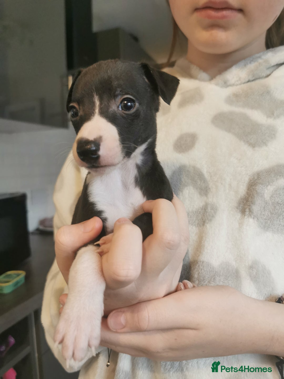 Whippet dogs for sale: Petite whippet puppies  - Image 6