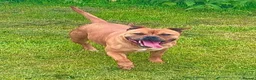 Staffordshire Bull Terrier dogs for sale: 1 Red Staffordshire Female - Advert 3