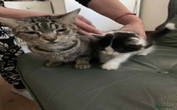 Mixed Breed cats for sale: Kitty  - Image 6