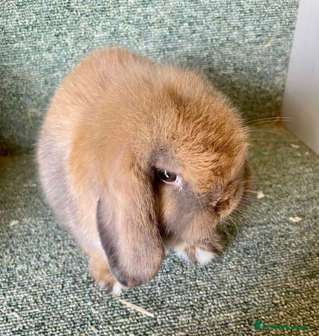 Mini Lop rabbits for sale: Mini lop sweet boy - Advert 2