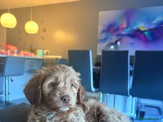 Cockapoo dogs 2 female cockapoo puppies 6 weeks - Advert 6