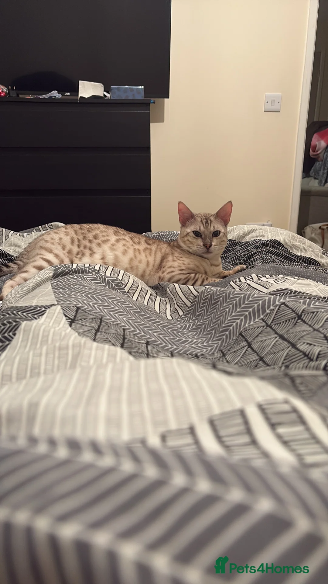 Bengal cats for sale: Pure Bengal kittens  in Oswestry - Advert 2