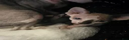 Sphynx cats for sale: Beautiful pedigree sphynx kitten HCM clear parents - Advert 11