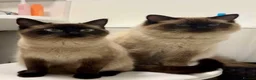 Ragdoll cats for adoption: OPHELIA & TOBY (Separately)  - Advert 2