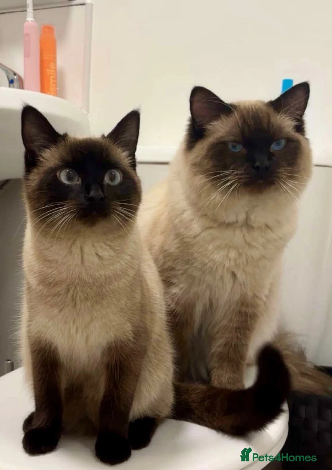 Ragdoll cats for adoption: OPHELIA & TOBY (Separately)  - Advert 2