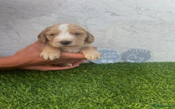 Cocker Spaniel dogs for sale: 🐾 Reservation list now open🐾 - Image 10