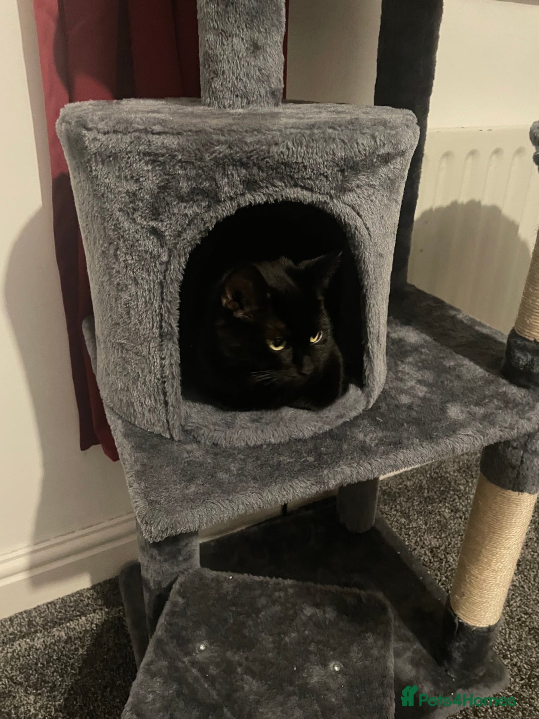 Mixed Breed cats for sale: Female black cat for sale - Advert 7