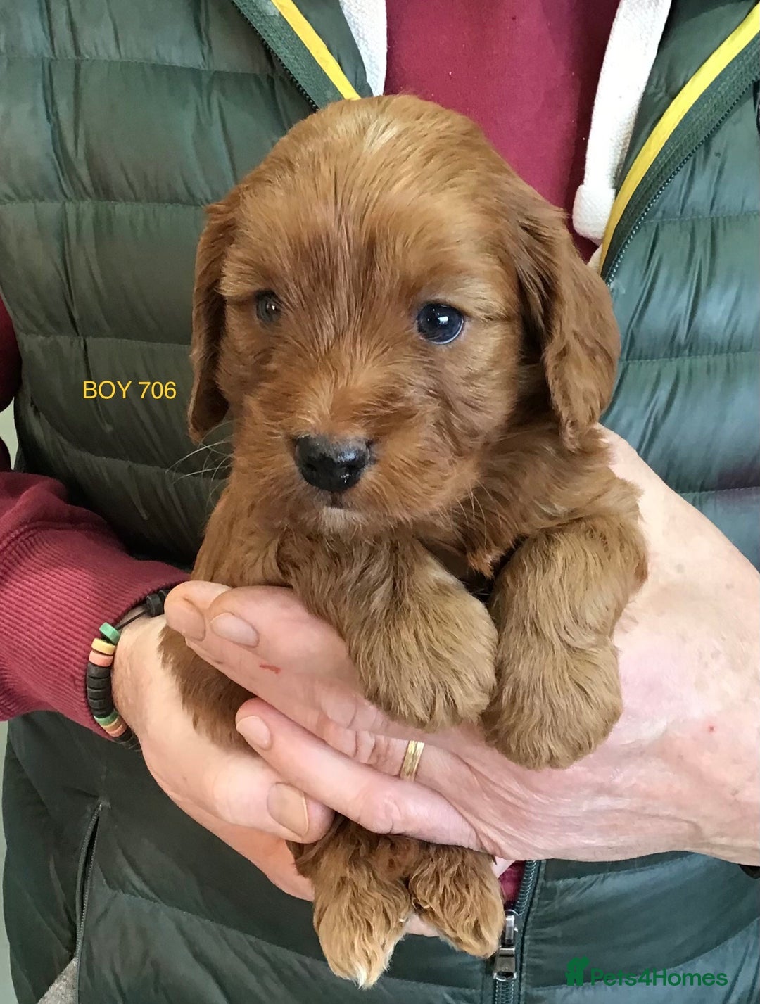 Cockapoo dogs for sale: 5* Miniature F1b Cockapoo Puppies - Advert 35