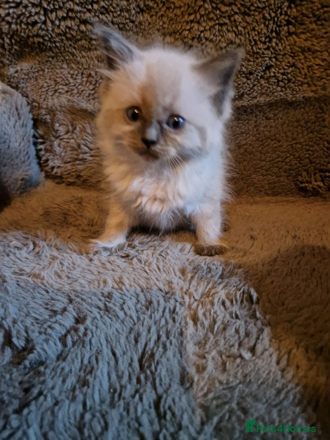 Ragdoll cats for sale: Cute playful ragdoll kittens 😸  - Advert 2