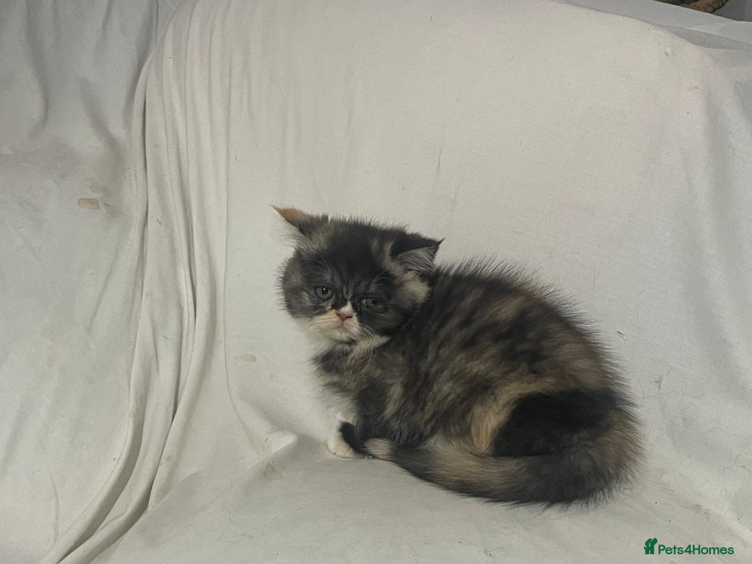 Persian cats for sale: Persian super  **  kittens  - Advert 7