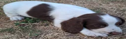 English Springer Spaniel dogs for sale: Working springer spaniel pups - Advert 4