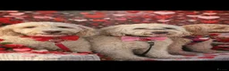 Mini Goldendoodle dogs for sale: F2 golden doodle miniature/medium puppies - Advert 6