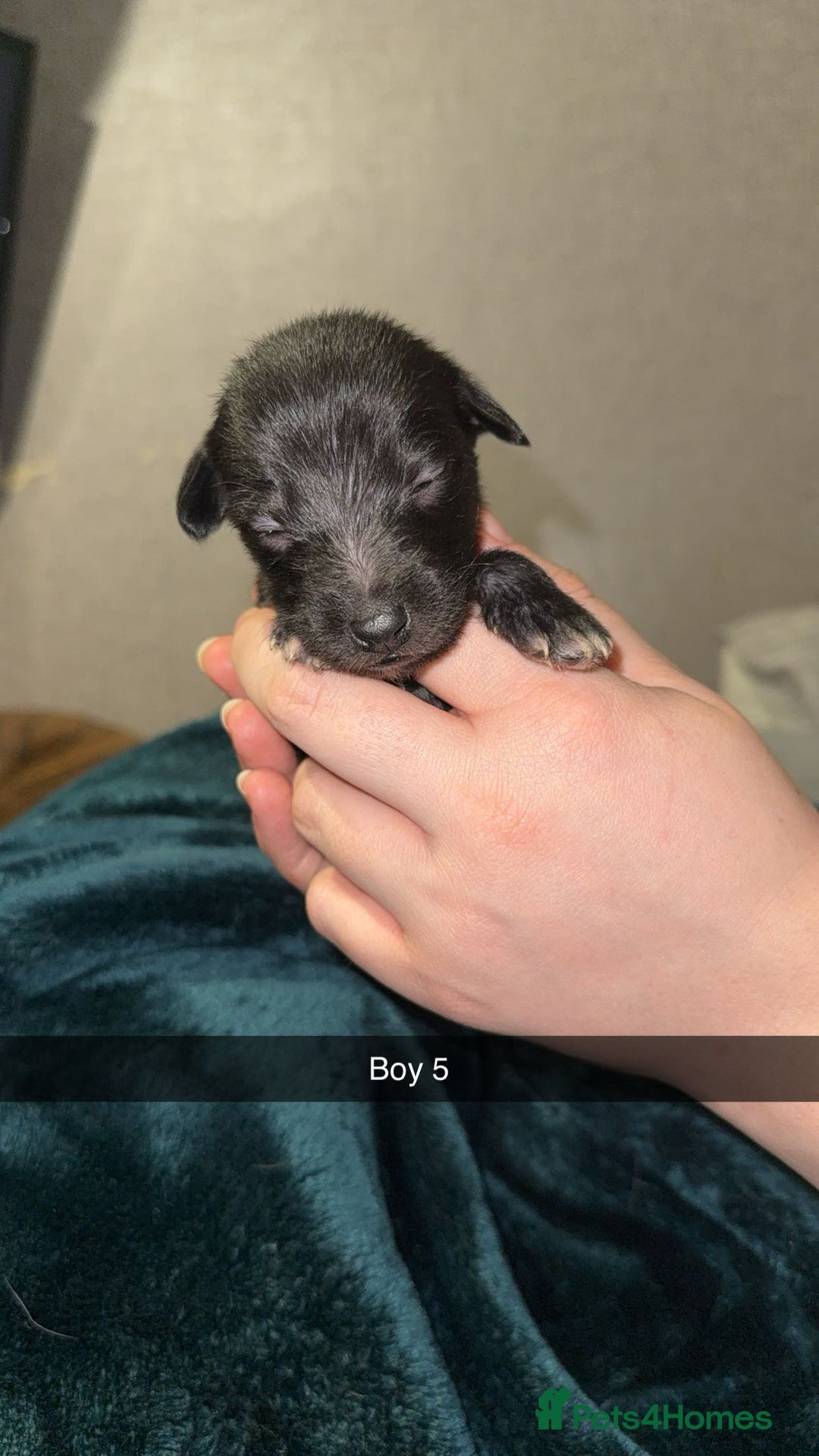 Lurcher dogs for sale: Bedding x whippet pups  - Advert 15