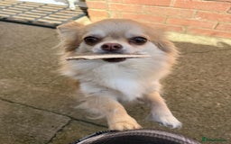 Chihuahua dogs for sale: Stunning KC registered long coat chihuahuas boys - Image 16