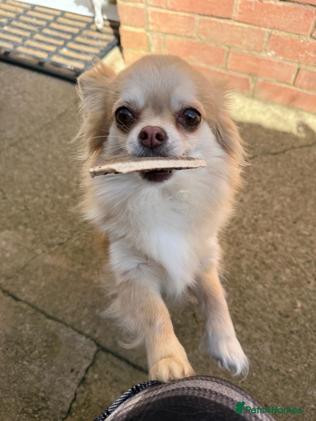 Chihuahua dogs for sale: Stunning KC registered long coat chihuahuas boys - Image 16
