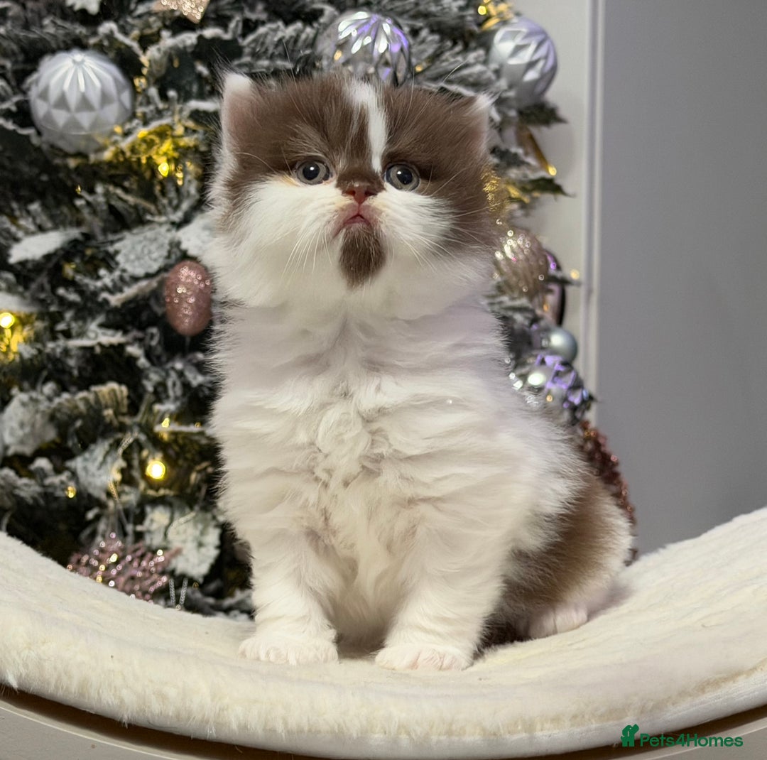 British Longhair cats for sale: Beautiful Longhair kittens - Advert 9