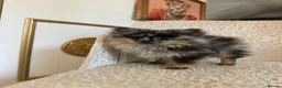 Pomeranian dogs for sale: RARE Merle Pomeranian Champion Lines - Advert 11