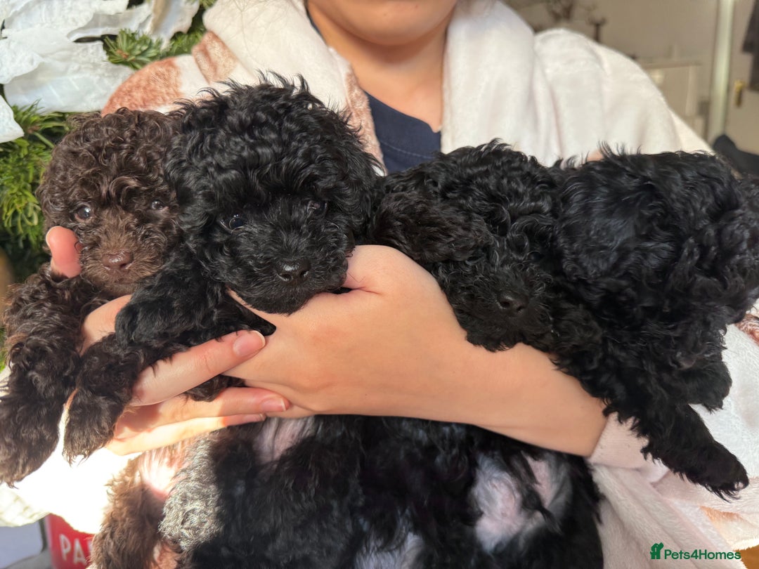 Toy Poodle dogs for sale: 3 adorable toy poodles. Multicoloured, check des. - Advert 1