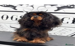 Cavapoo dogs for sale: Top quality cavapoo pups health test KCreg parents - Image 4