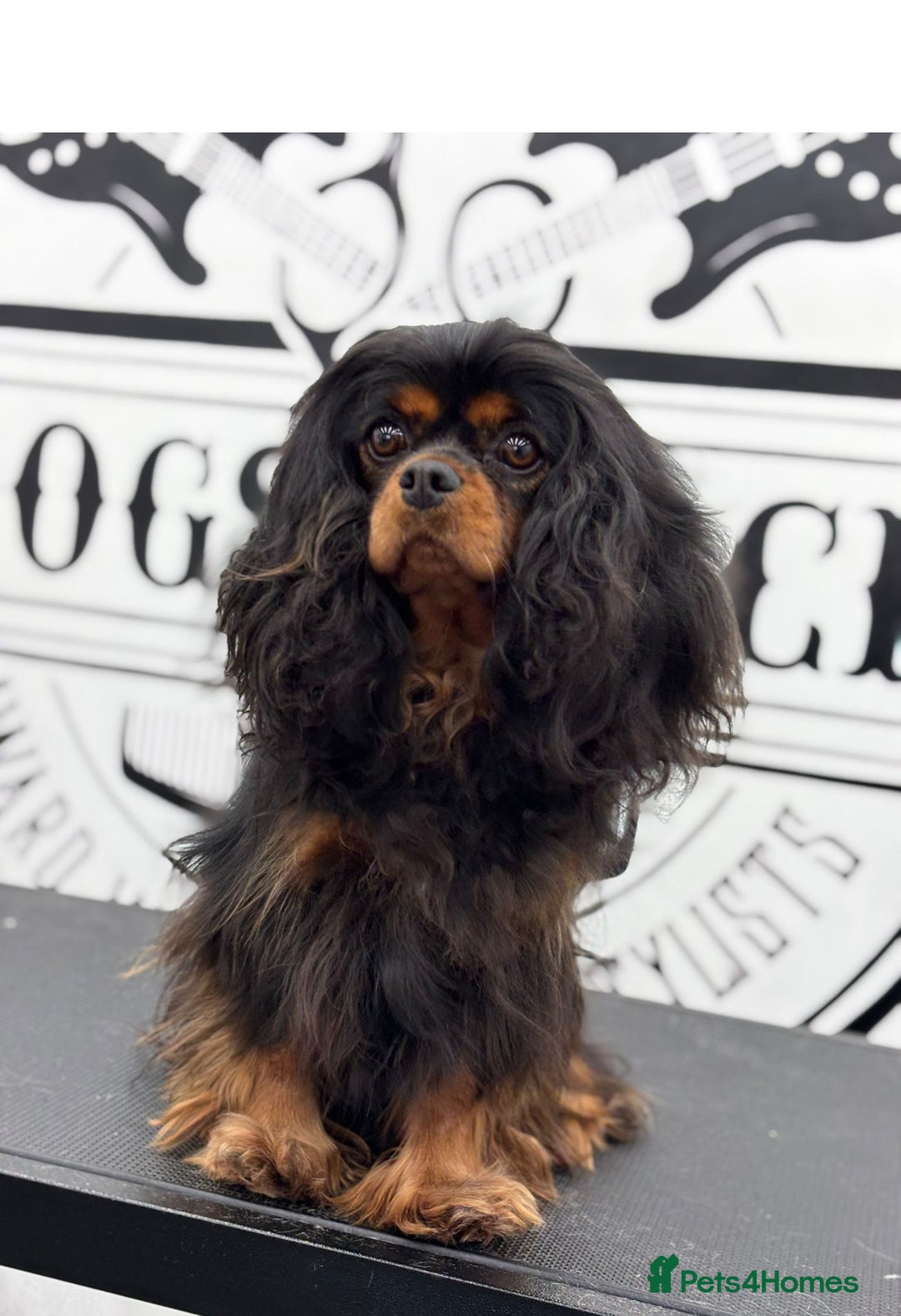 Cavapoo dogs for sale: Top quality cavapoo pups health test KCreg parents - Image 4