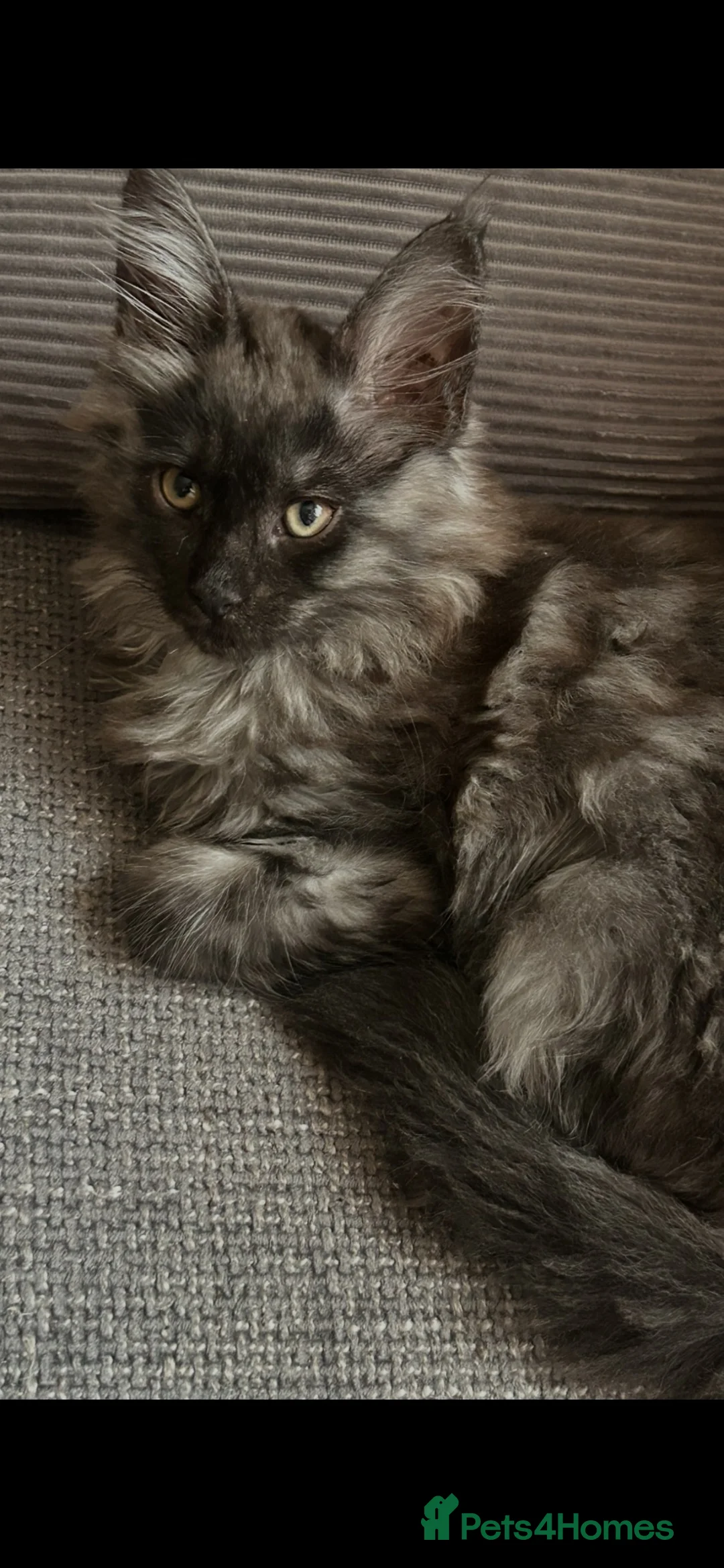 Maine Coon cats for sale: 3 Beautiful russian mainecoon left  - Advert 2
