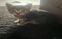 Mixed Breed cats for sale: 6 playful kittens - Image 2
