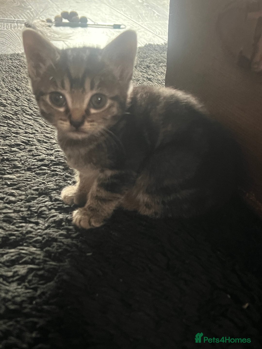 Mixed Breed cats for sale: 6 playful kittens - Image 2