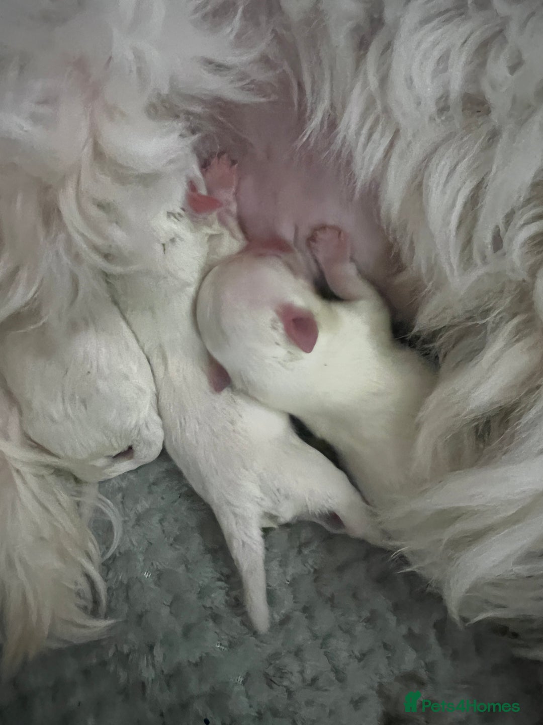 Maltese dogs for sale: Maltese puppies available  - Advert 22