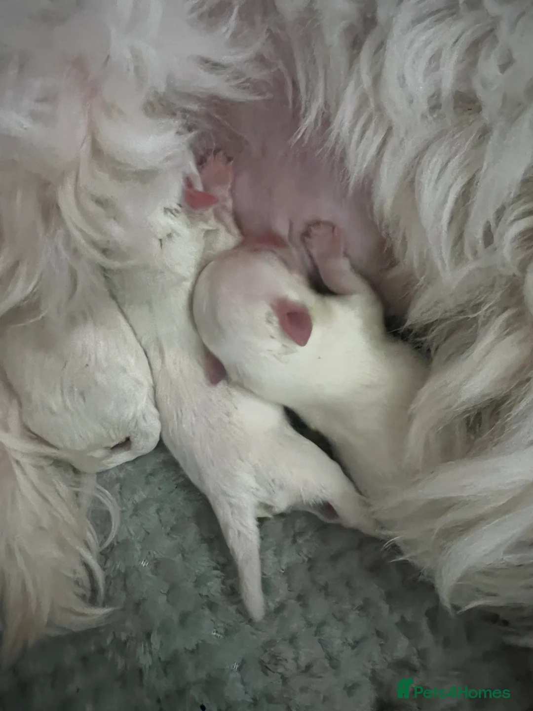 Maltese dogs for sale: One girl and boy available  - Advert 11