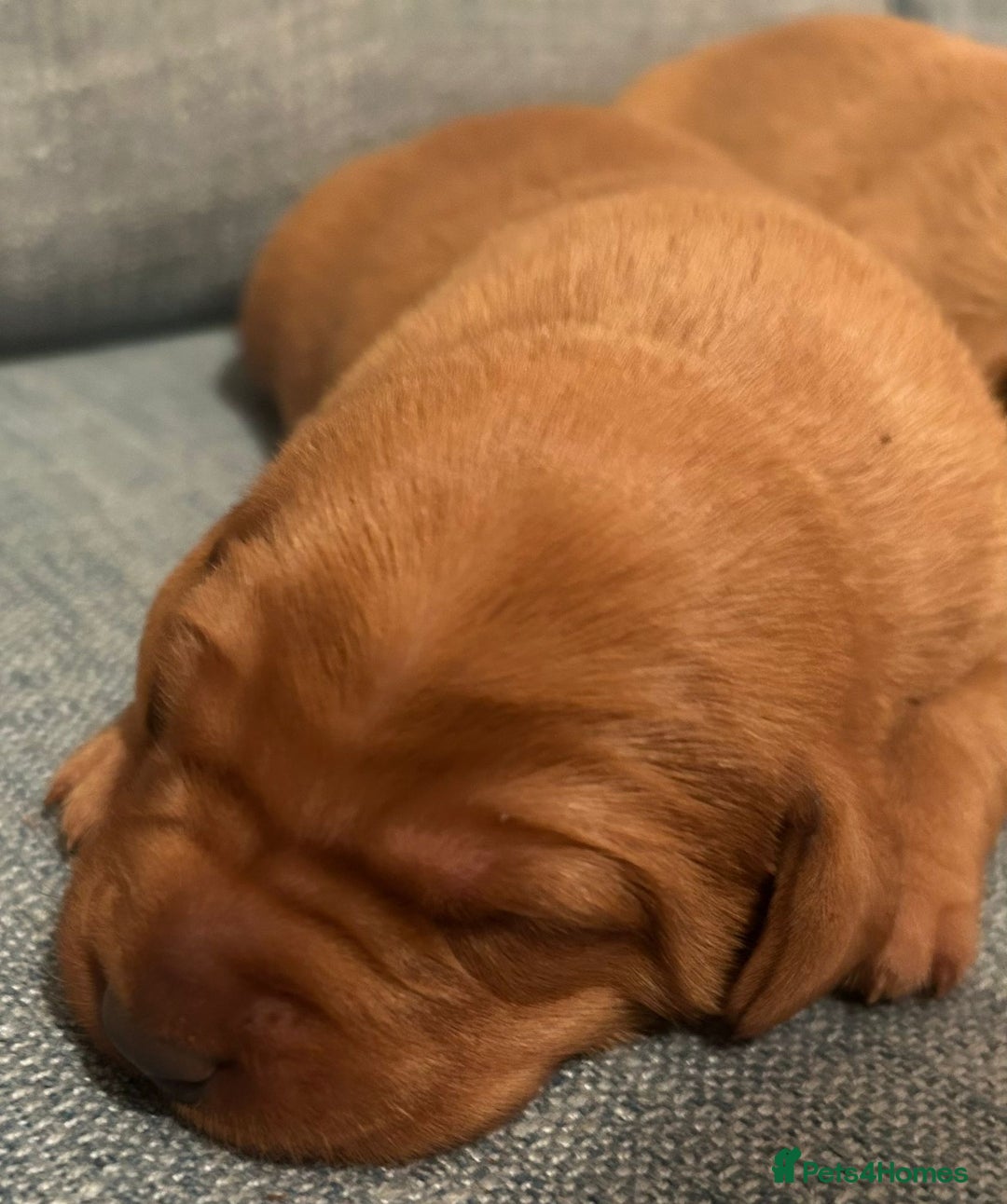 Labrador Retriever dogs for sale: Fox Red, Health Tested, KC Reg Lab Puppies - Advert 4