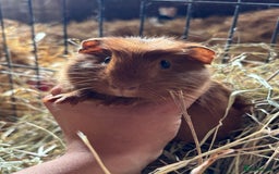 Guinea Pig rodents for sale: Lovely friendly Guineapigs  in Thetford - Image 8