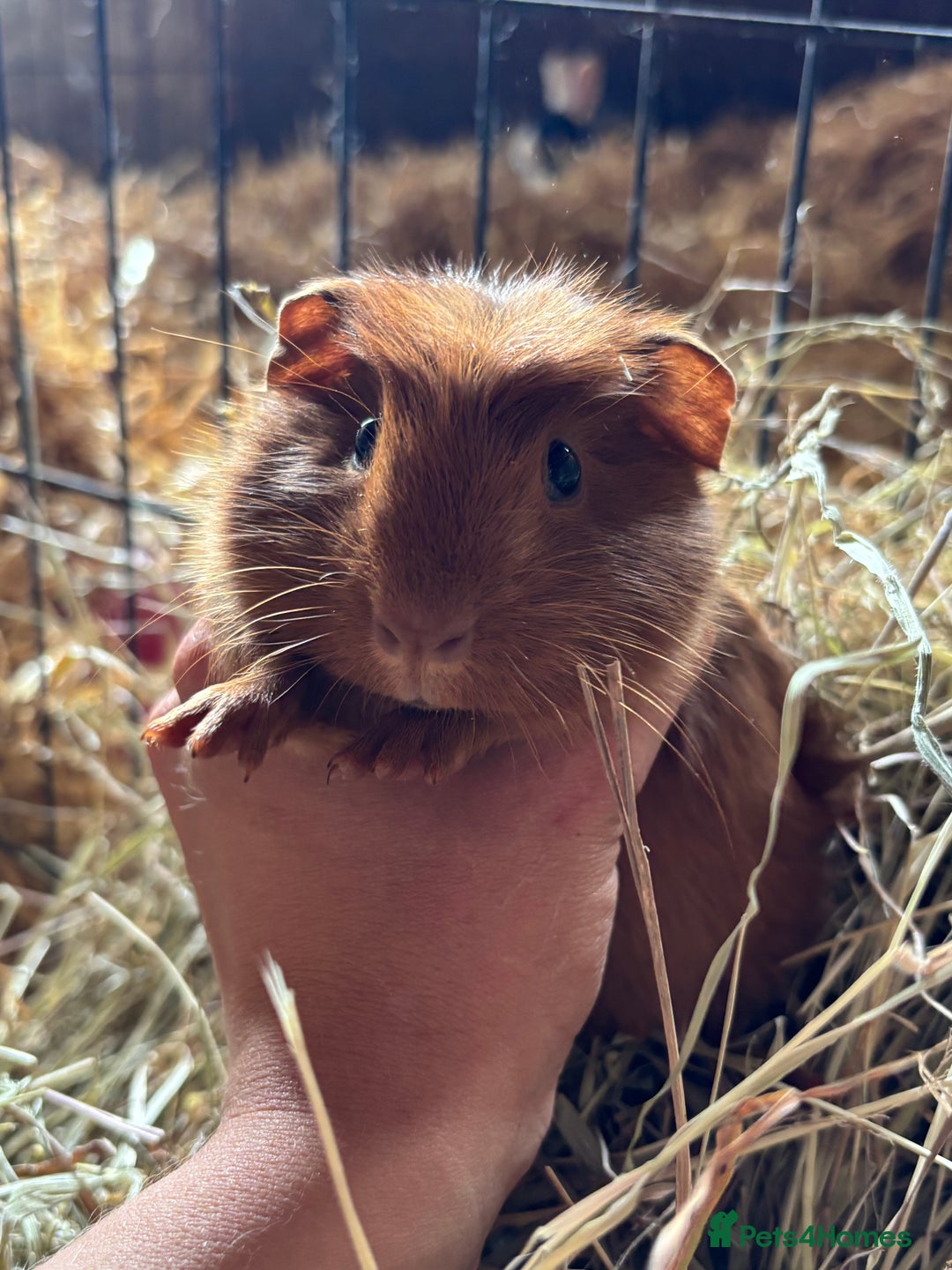 Guinea Pig rodents for sale: Lovely friendly Guineapigs  in Thetford - Image 8