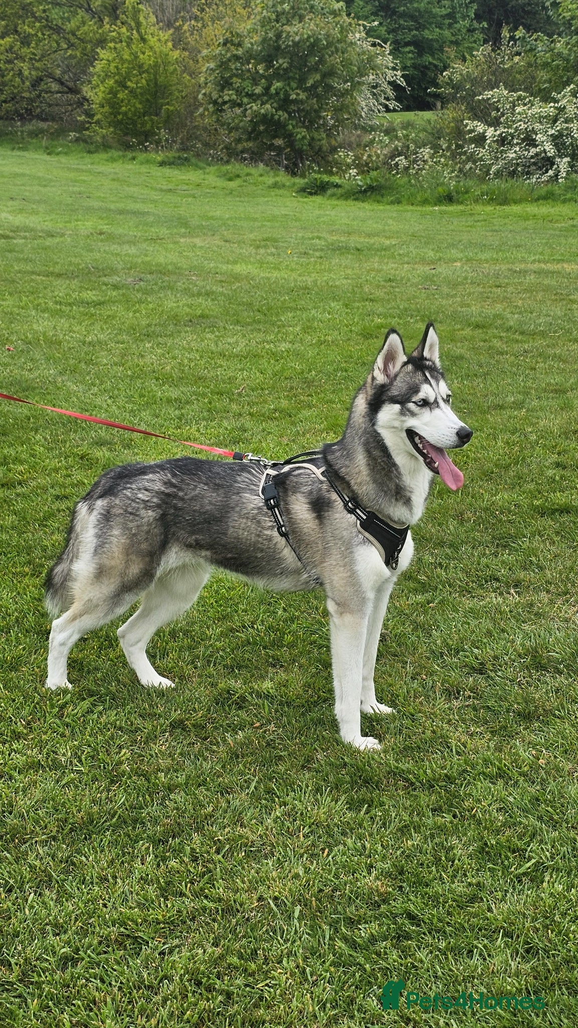 Siberian Husky dogs Siberian Husky 1 Year Old - Advert 3