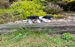 Jack Russell dogs for sale: Tri coloured Jack Russell puppies  - Image 4