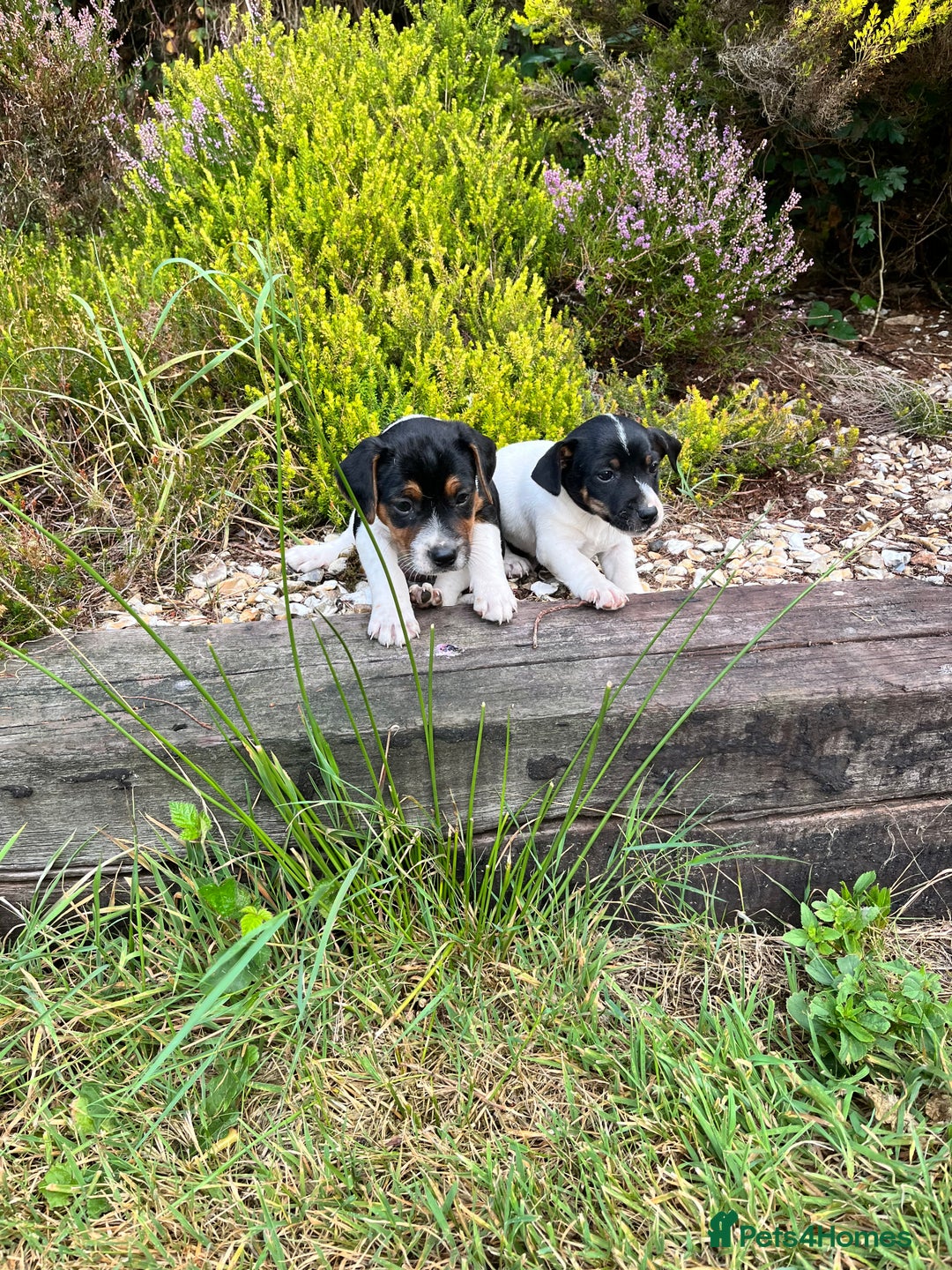 Jack Russell dogs for sale: Tri coloured Jack Russell puppies  - Image 4