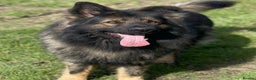 German Shepherd dogs for stud: Chase,  KC Registered German Shepard  in Diss - Advert 1