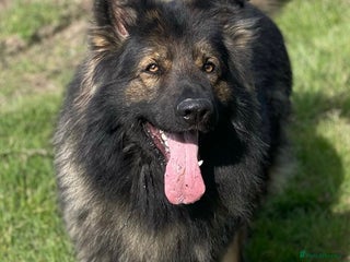 German Shepherd dogs in Diss - Advert 12