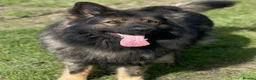 German Shepherd dogs for stud: Chase,  KC Registered German Shepard  in Diss - Advert 1